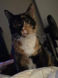 Lost Female Cat last seen Wanek, Escondido, CA 92027