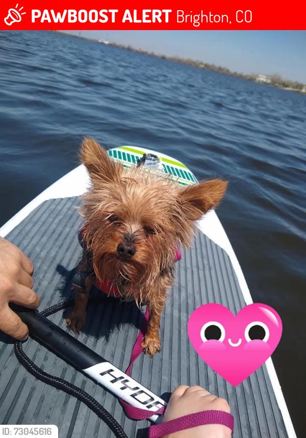 Lost Female Dog last seen Bromley and South 4th ave Brighton co, Brighton, CO 80601