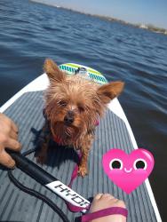 Lost Female Dog last seen Bromley and South 4th ave Brighton co, Brighton, CO 80601