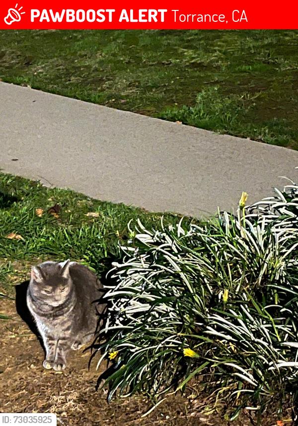 Lost Female Cat last seen Reynolds Drive and White Court, Torrance, CA 90503