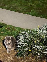 Lost Female Cat last seen Reynolds Drive and White Court, Torrance, CA 90503