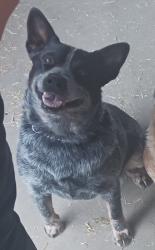 Lost Male Dog last seen Glenoaks & Sayre, Los Angeles, CA 91342