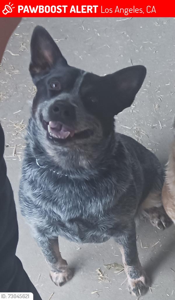 Lost Male Dog last seen Glenoaks & Sayre, Los Angeles, CA 91342
