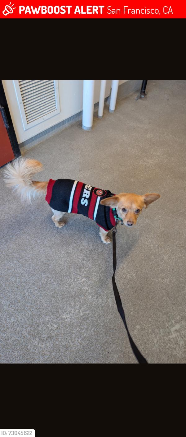 Lost Male Dog last seen Fillmore st., sf, ca, San Francisco, CA 94115