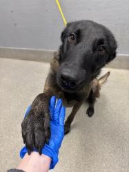 Shelter Stray Male Dog last seen , 655 N Mojave Rd, Las Vegas, NV 89101, USA