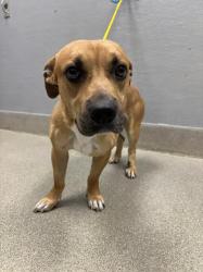 Shelter Stray Male Dog last seen , 655 N Mojave Rd, Las Vegas, NV 89101, USA