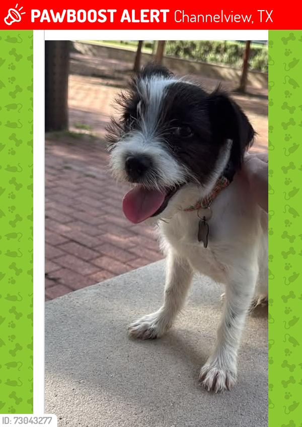 Lost Female Dog last seen Beltway 8 and ,interstate 10, Channelview, TX 77530