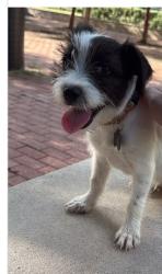 Lost Female Dog last seen Beltway 8 and ,interstate 10, Channelview, TX 77530