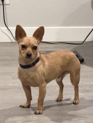 Found/Stray Male Dog last seen 14th and W Howard Place, Denver, CO 80204