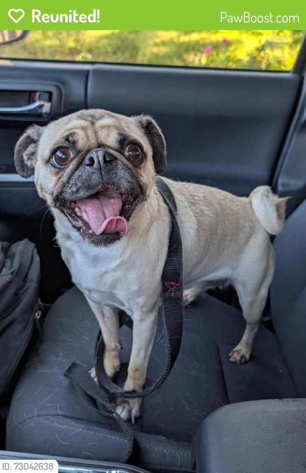 Reunited Unknown Dog last seen Corte Argento, Temecula, CA 92592