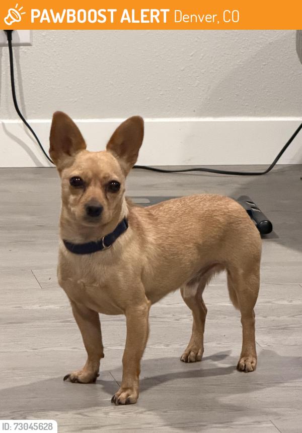 Found/Stray Male Dog last seen 14th and W Howard Place, Denver, CO 80204