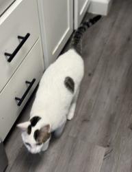 Lost Female Cat last seen St Paul and Bethards, Santa Rosa, CA 95405