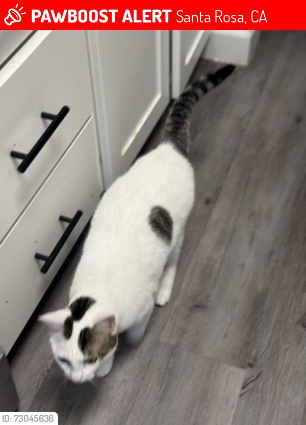 Lost Female Cat last seen St Paul and Bethards, Santa Rosa, CA 95405