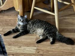 Reunited Male Cat last seen Near & Union Hills Drive, Phoenix, AZ 85027