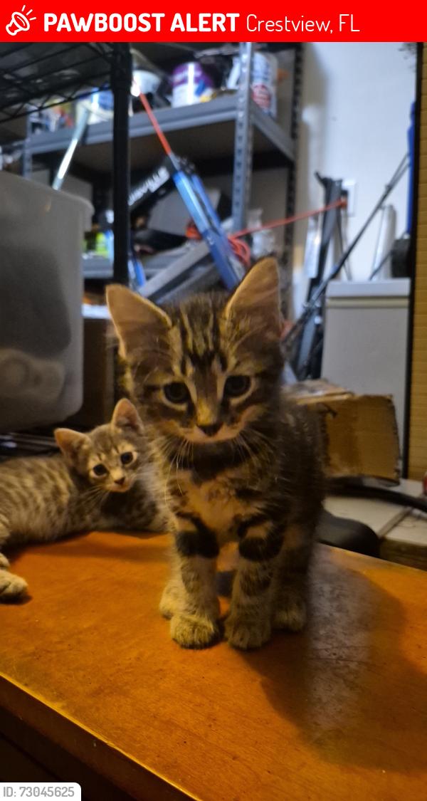 Lost Male Cat last seen Northview Lane, Crestview, FL 32536