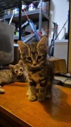 Lost Male Cat last seen Northview Lane, Crestview, FL 32536