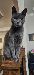 Lost Male Cat last seen Theirman and Columbia, Spokane, WA 99217