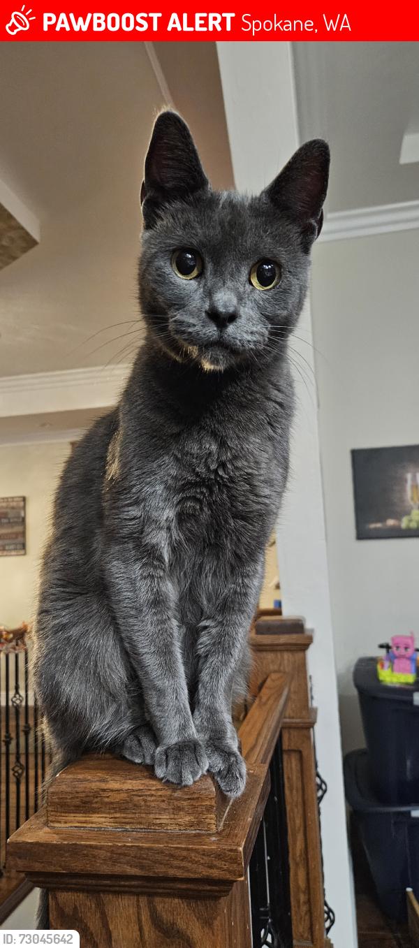 Lost Male Cat last seen Theirman and Columbia, Spokane, WA 99217