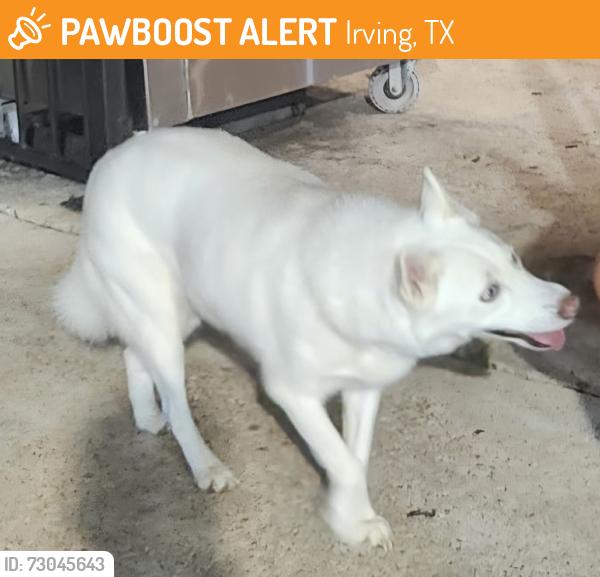 Found/Stray Unknown Dog last seen Kebabs to go, Irving, TX 75063