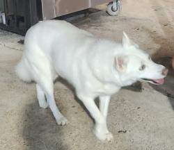 Found/Stray Unknown Dog last seen Kebabs to go, Irving, TX 75063
