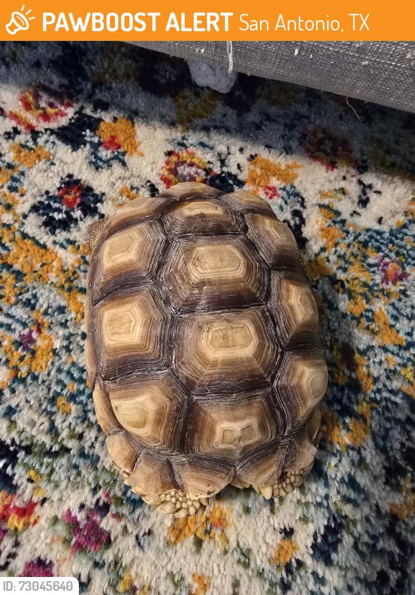 Found/Stray Unknown Reptile last seen Alamo Hills plaza, San Antonio, TX 78209