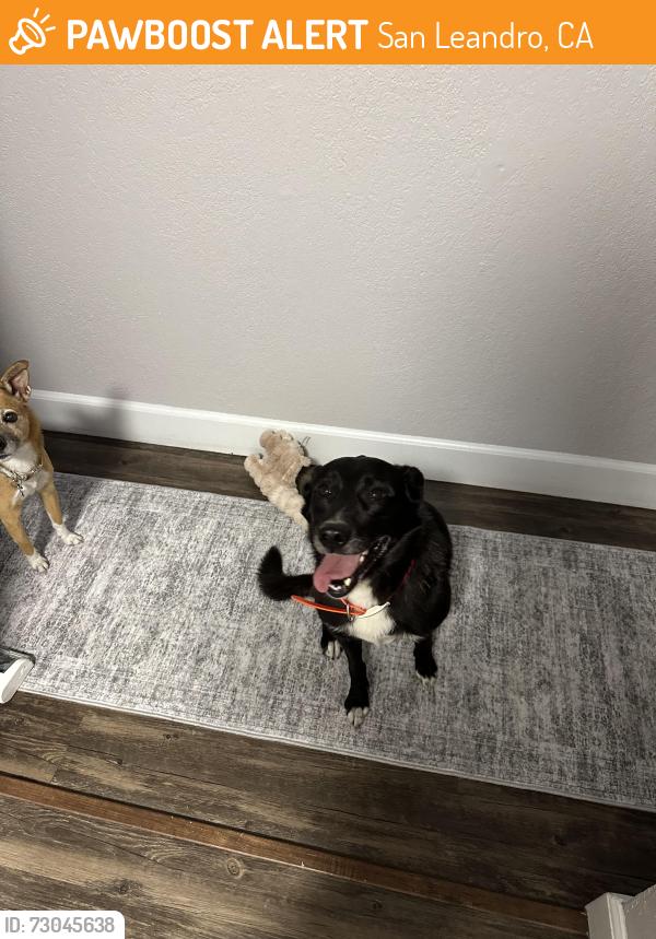 Found/Stray Male Dog last seen Chevron Station, San Leandro, CA 94577