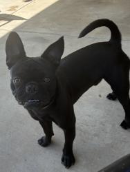 Reunited Male Dog last seen Kraemer and Livingston , Placentia, CA 92870
