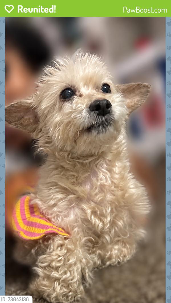 Reunited Female Dog last seen Montgomery rd , Cincinnati, OH 45207
