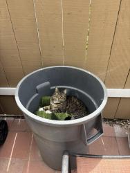 Lost Male Cat last seen Douglas  , Oceanside, CA 92057