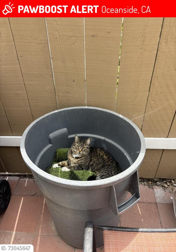 Lost Male Cat last seen Douglas  , Oceanside, CA 92057