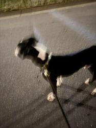 Found/Stray Male Dog last seen Loch Ridge Dr, Greensboro, NC 27408