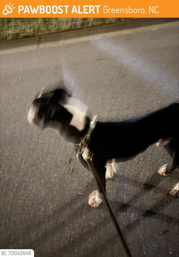 Found/Stray Male Dog last seen Loch Ridge Dr, Greensboro, NC 27408