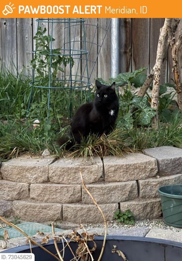 Found/Stray Unknown Cat last seen Anton Drive, Meridian, ID 83646