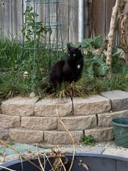 Found/Stray Unknown Cat last seen Anton Drive, Meridian, ID 83646