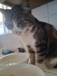 Lost Female Cat last seen Daisy and 4th, Imperial Beach, CA 91932