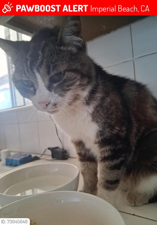 Lost Female Cat last seen Daisy and 4th, Imperial Beach, CA 91932