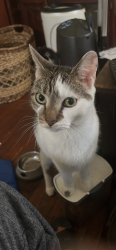 Reunited Male Cat last seen Tulpehovken, Philadelphia, PA 19144