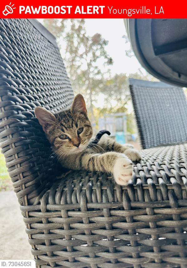Lost Female Cat last seen Mermentau Rd, Youngsville, LA 70592