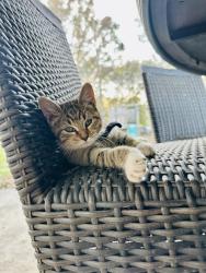 Lost Female Cat last seen Mermentau Rd, Youngsville, LA 70592