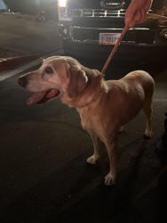 Reunited Female Dog last seen DL Dusty Dickens Elementary School, North Las Vegas, NV 89081