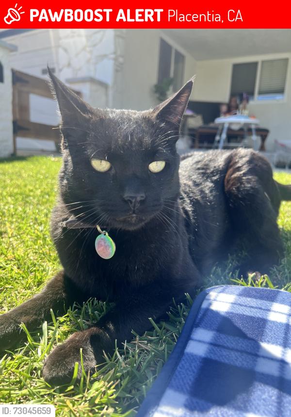 Lost Male Cat last seen Tuffree and Bastanchary , Placentia, CA 92870