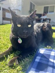 Lost Male Cat last seen Tuffree and Bastanchary , Placentia, CA 92870
