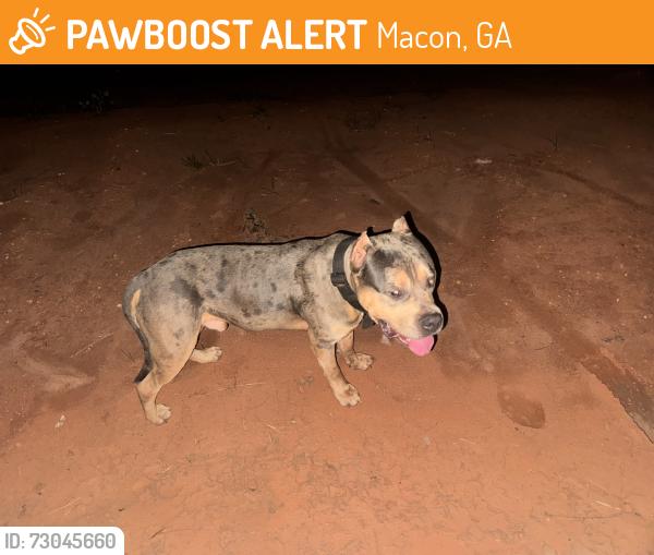 Found/Stray Male Dog last seen Bibb rec center off Houston rd , Macon, GA 31206