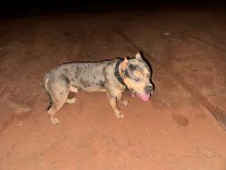 Found/Stray Male Dog last seen Bibb rec center off Houston rd , Macon, GA 31206