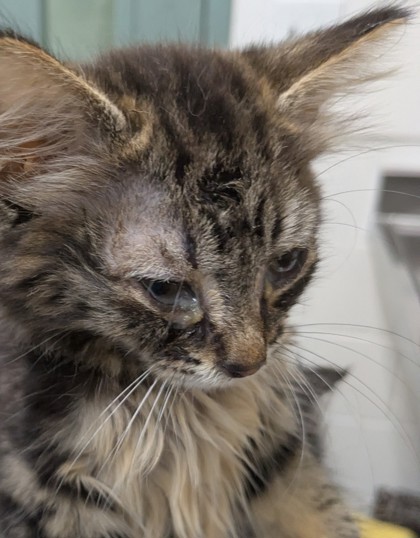 Shelter Stray Male Cat last seen Near Bancroft Ave, Oakland, , 1101 29th Ave, Oakland, CA 94601, USA