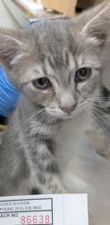 Shelter Stray Female Cat last seen Near Bancroft Ave, Oakland, , 1101 29th Ave, Oakland, CA 94601, USA