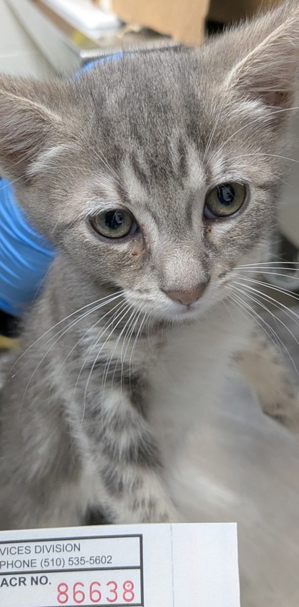 Shelter Stray Female Cat last seen Near Bancroft Ave, Oakland, , 1101 29th Ave, Oakland, CA 94601, USA