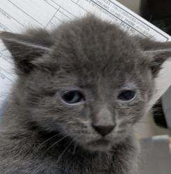 Shelter Stray Male Cat last seen Near Bancroft Ave, Oakland, , 1101 29th Ave, Oakland, CA 94601, USA