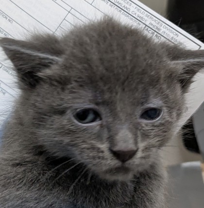 Shelter Stray Male Cat last seen Near Bancroft Ave, Oakland, , 1101 29th Ave, Oakland, CA 94601, USA