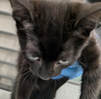 Shelter Stray Male Cat last seen Near Bancroft Ave, Oakland, , 1101 29th Ave, Oakland, CA 94601, USA